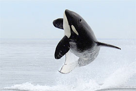 No te lo pierdas: Los animales más peligrosos (13): la orca